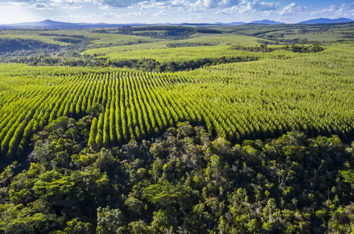 Reflorestamento para produção sustentável de papel terá R$ 200 milhões do BNDES