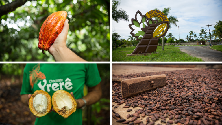 Rota do cacau: conheça destinos turísticos famosos pelo cultivo da fruta tipicamente brasileira