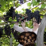 Festa Do Vinho 1 Crédito Turismo Da Madeira