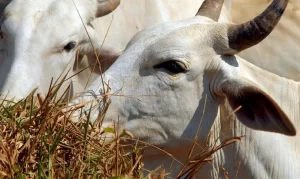 Gado, Boi, Vaca, Bovinocultura Foto Agência Brasil