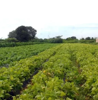 Governo do Ceará e prefeituras firmam parceria para garantir segurança agrícola no Estado