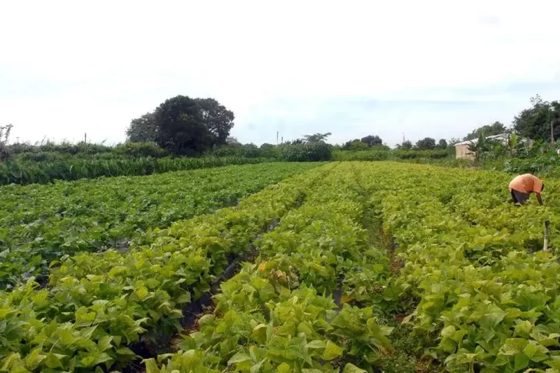 Governo do Ceará e prefeituras firmam parceria para garantir segurança agrícola no Estado