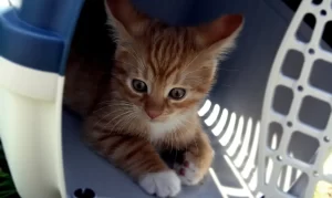 Pets, Transporte De Animais Foto Pixabay