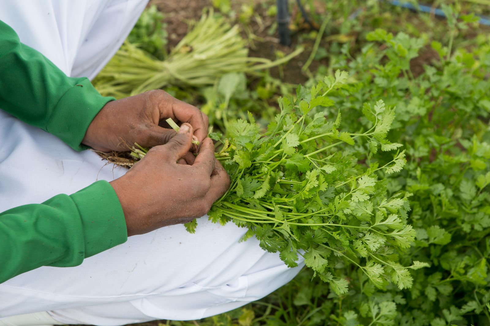 Campo Ouro Verde explica os benefícios de incluir o coentro na alimentação