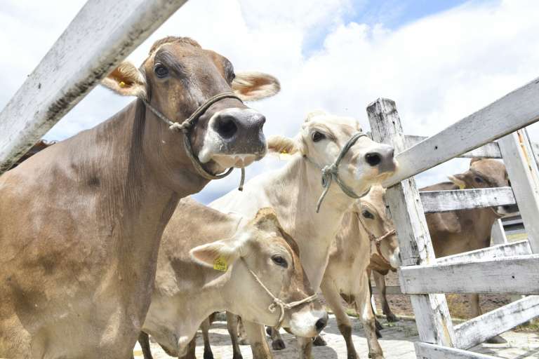 Ceará se torna estado livre de febre aftosa sem vacinação