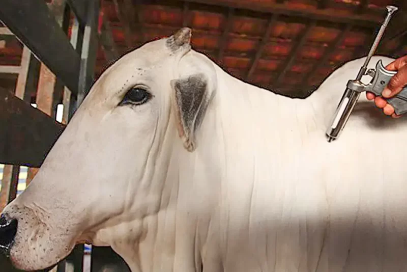 China reconhece território brasileiro como livre da febre aftosa