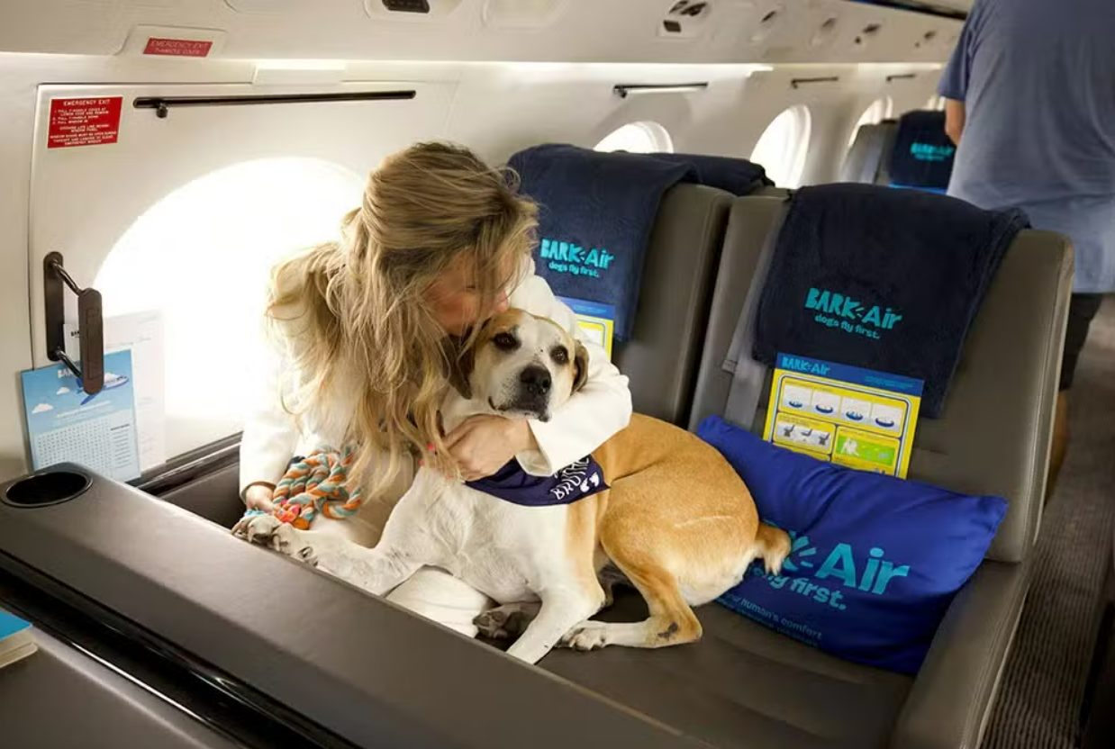 BARK Air decola para seu primeiro voo canino, com passagens a R$ 30 mil esgotadas