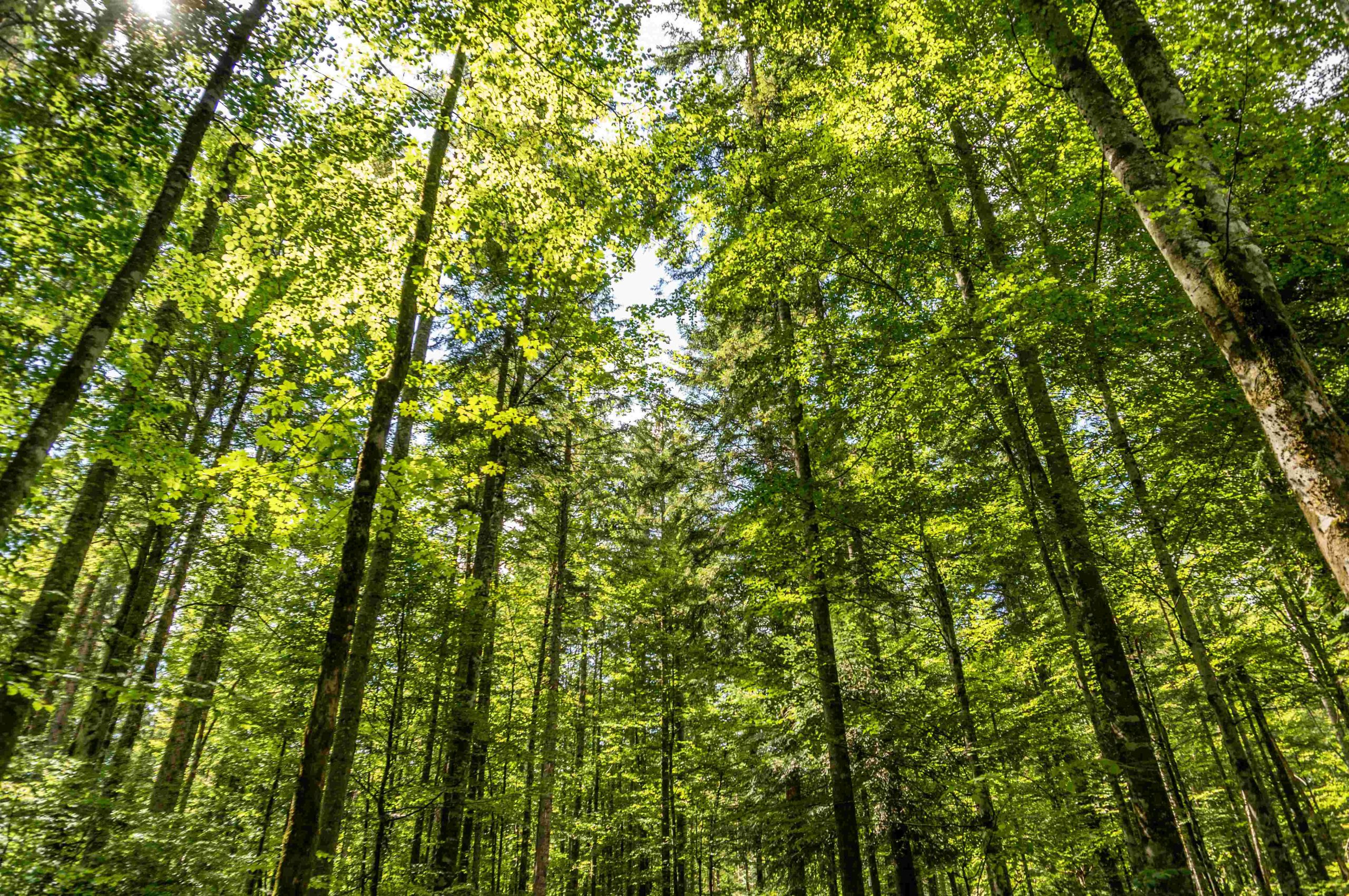 Governo federal sanciona Lei que exclui a silvicultura do rol de atividades poluidoras