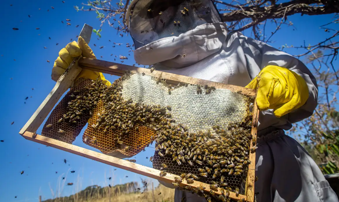Rio Grande do Sul contabiliza perda de 17 mil colmeias desde enchentes Rio Grande do Sul contabiliza perda de 17 mil colmeias desde enchentes