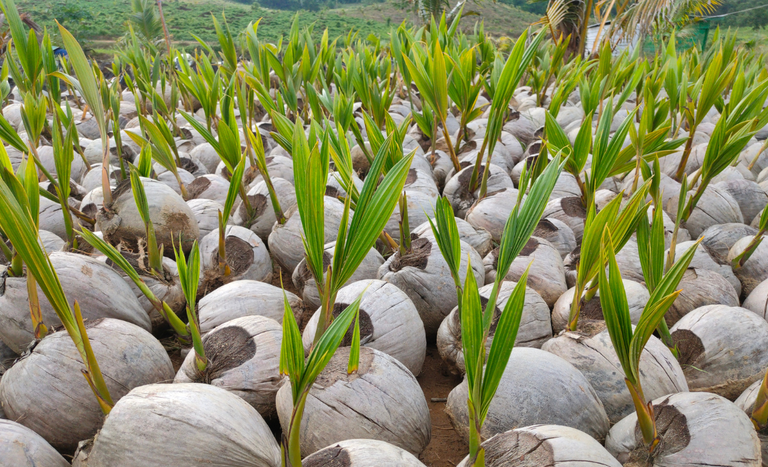 Colômbia abre mercado para sementes de coco do Brasil Colômbia abre mercado para sementes de coco do Brasil