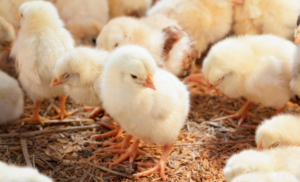 Aves, Pintos, Material Genético Avícola