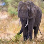 3c8c6aed E1a3 4210 Abbc 02977817fefc