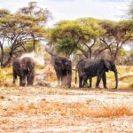 Afe68f94 80c3 4449 A795 F1b9e413c689