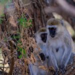 D0e0b1b9 3966 4f21 Af7e D0cb492095e0