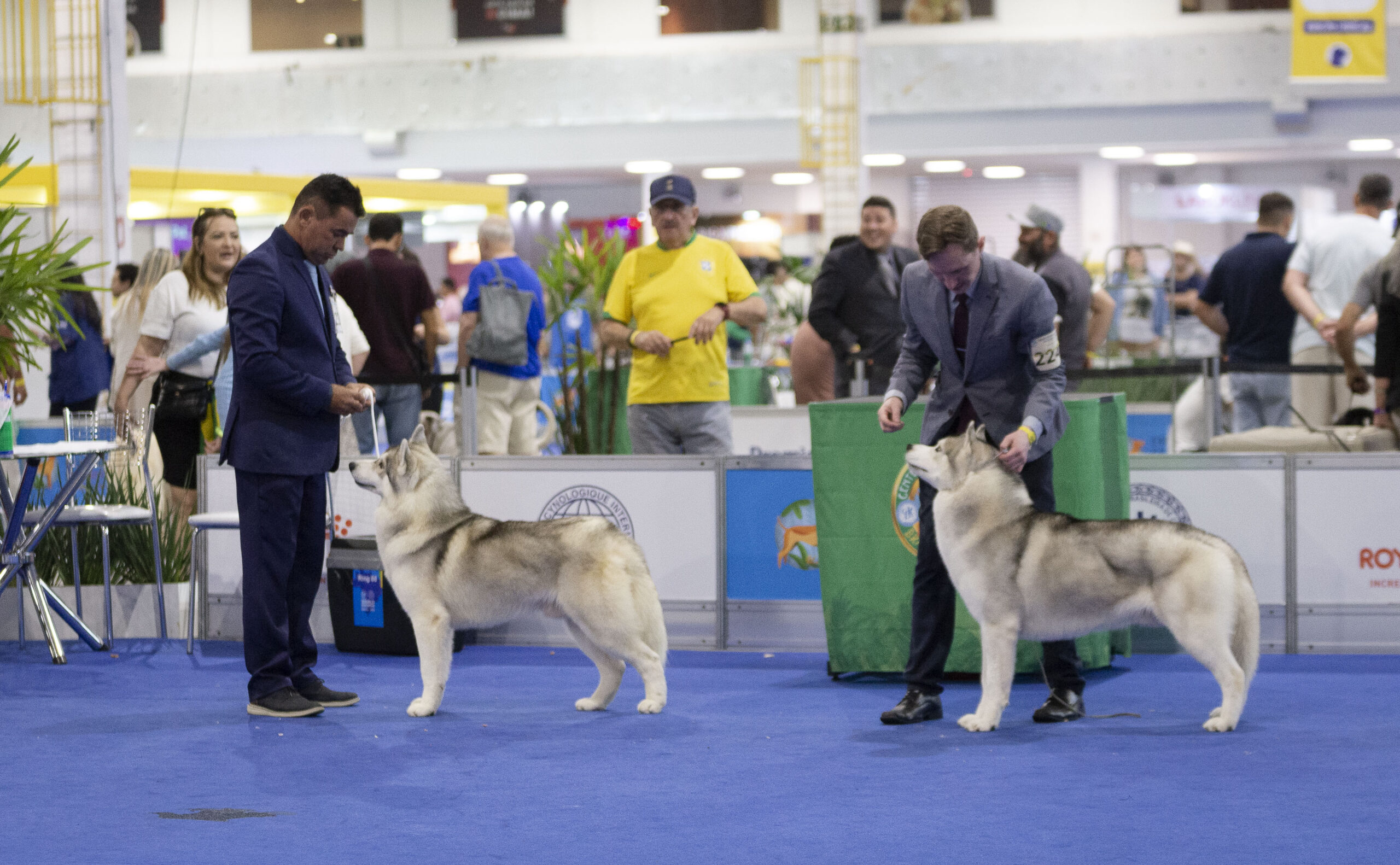 Fortaleza sedia festival internacional de cães com exposições de raças raras