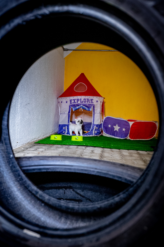 Inauguração Alfhavile Home Pet (89)