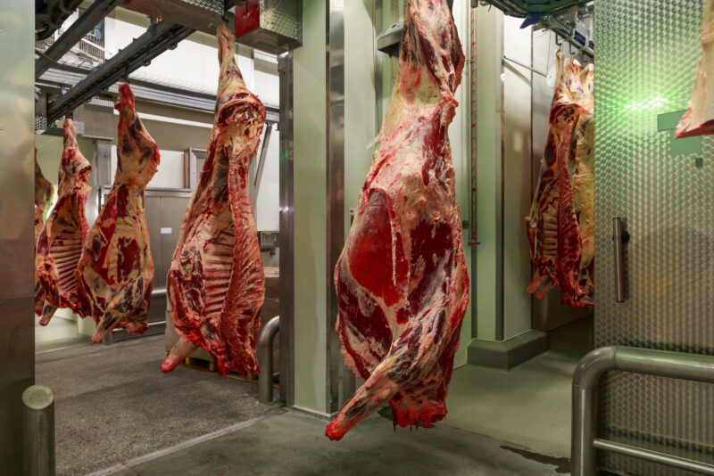 Factory Processing Line With Beef Carcasses.