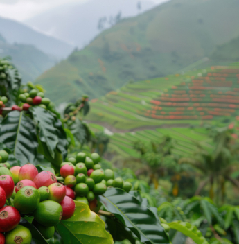 Brasil exporta 8,4 toneladas de café descafeinado ao Japão em operação recorde