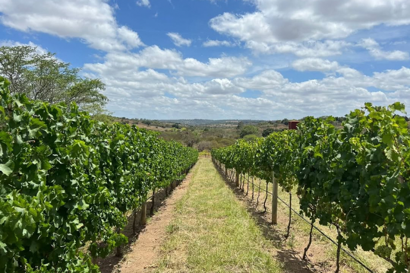 Mello Vinícola Em Garanhuns (pe)