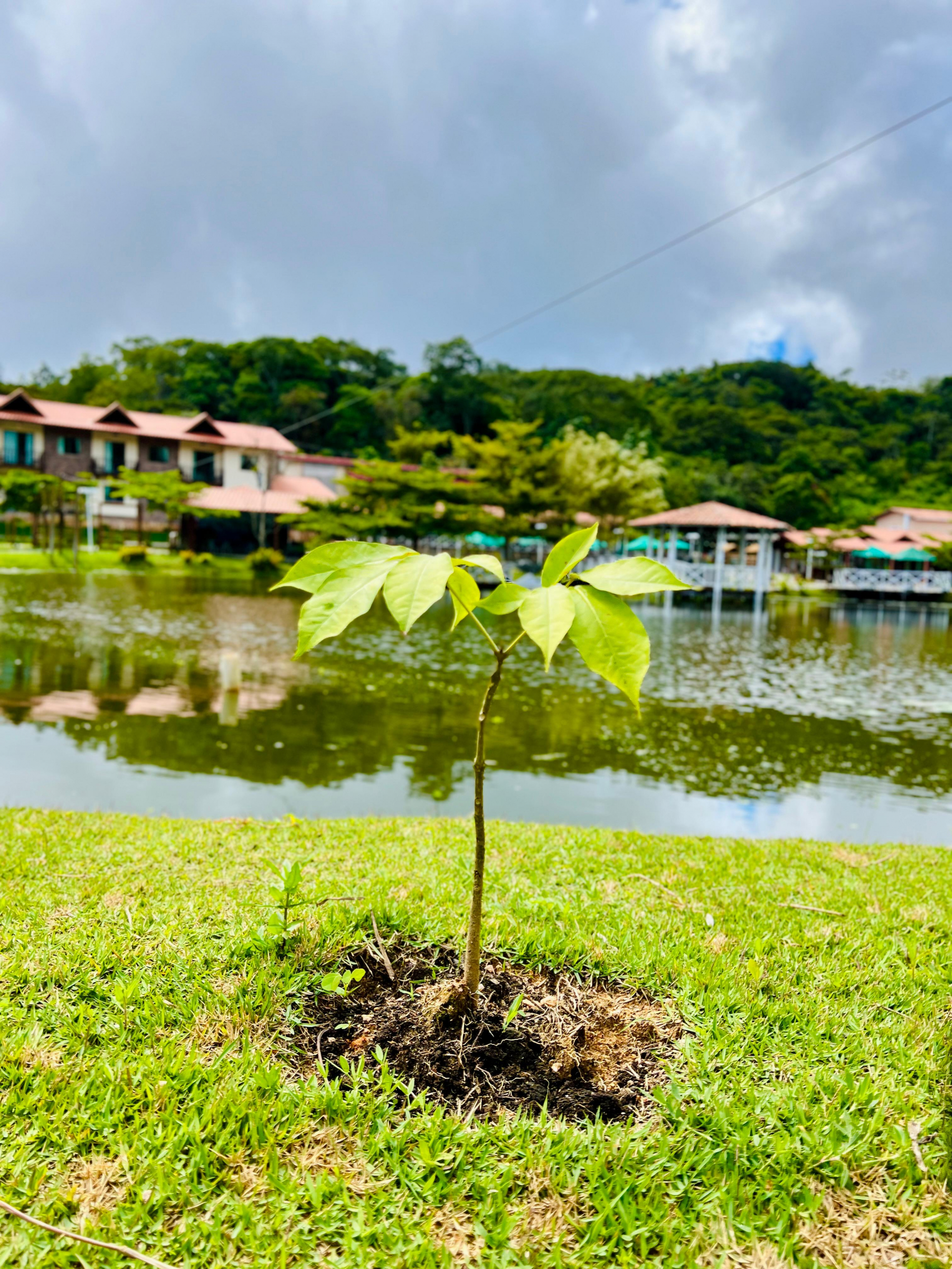 Brasterra realiza plantio de mais de 2.800 mudas nativas em Guaramiranga e preserva 6,26 hectares de floresta