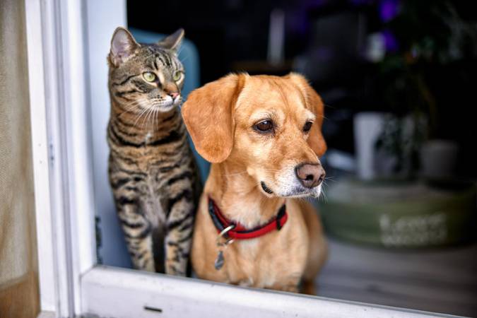 Projeto que proíbe tatuagens e piercings em animais de estimação está na pauta
