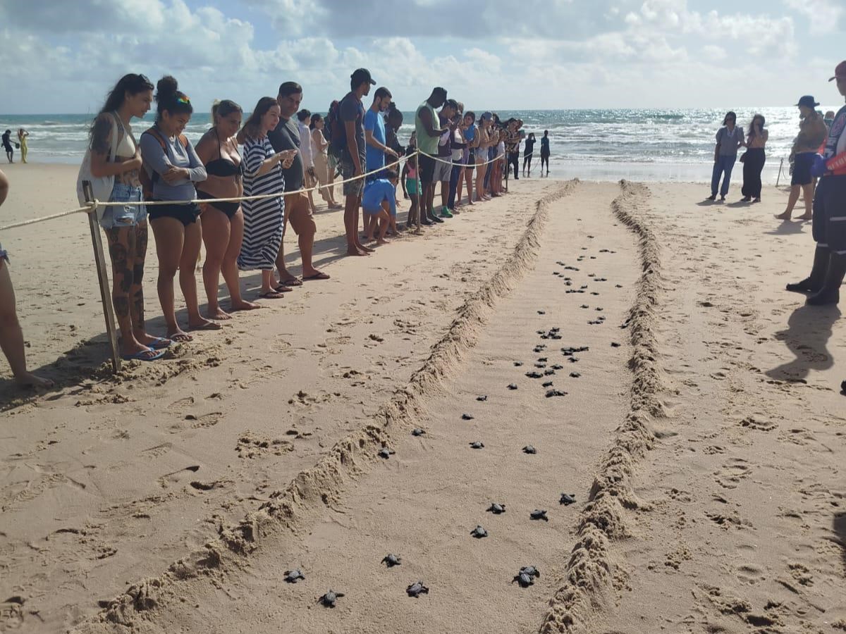 Cerca de 100 filhotes de tartaruga-oliva nascem na faixa de areia do Beach Park