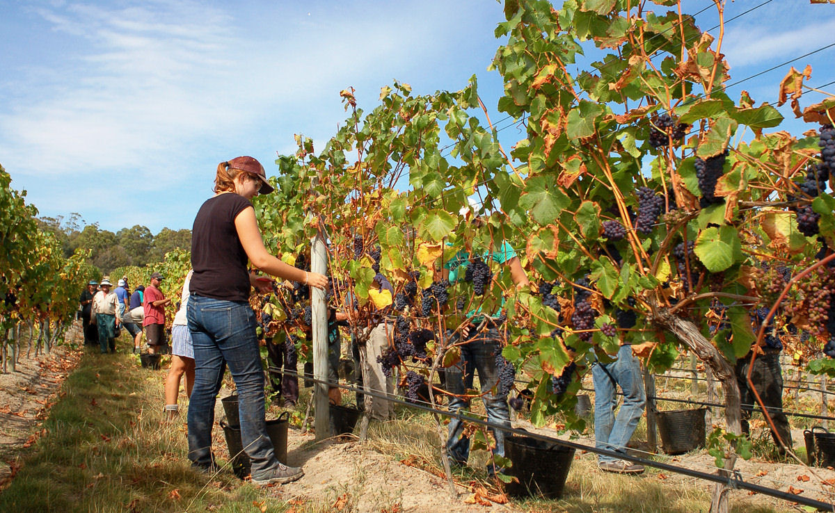 Colheita Das Uvas Vinhas