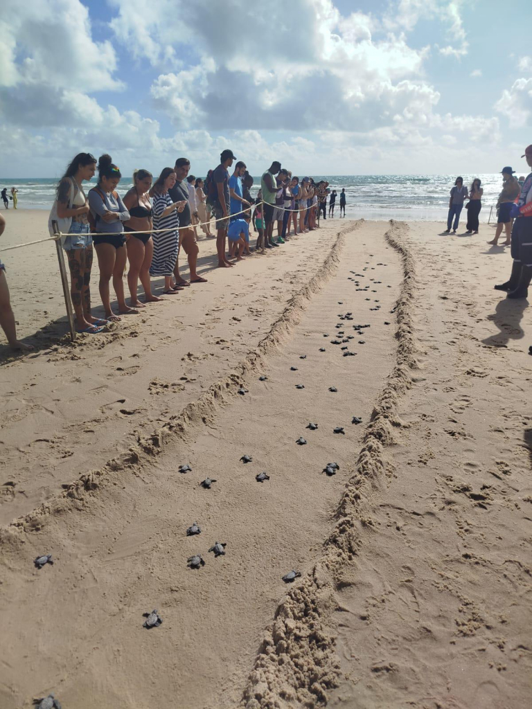 Nascimento De 101 Filhotes De Tartaruga Oliva No Beach Park (5)