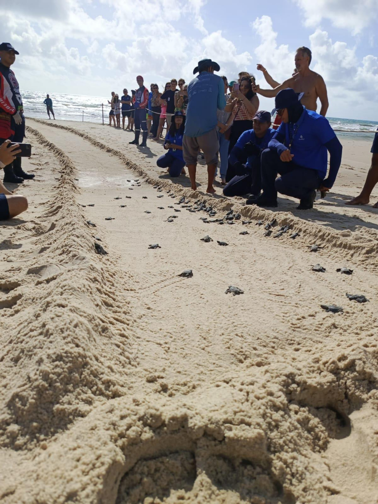 Nascimento De 101 Filhotes De Tartaruga Oliva No Beach Park (6)