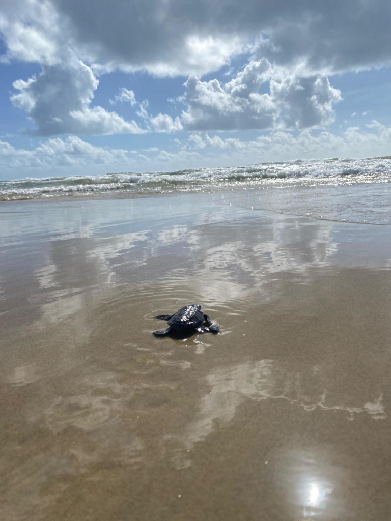 Nascimento De 101 Filhotes De Tartaruga Oliva No Beach Park (7)