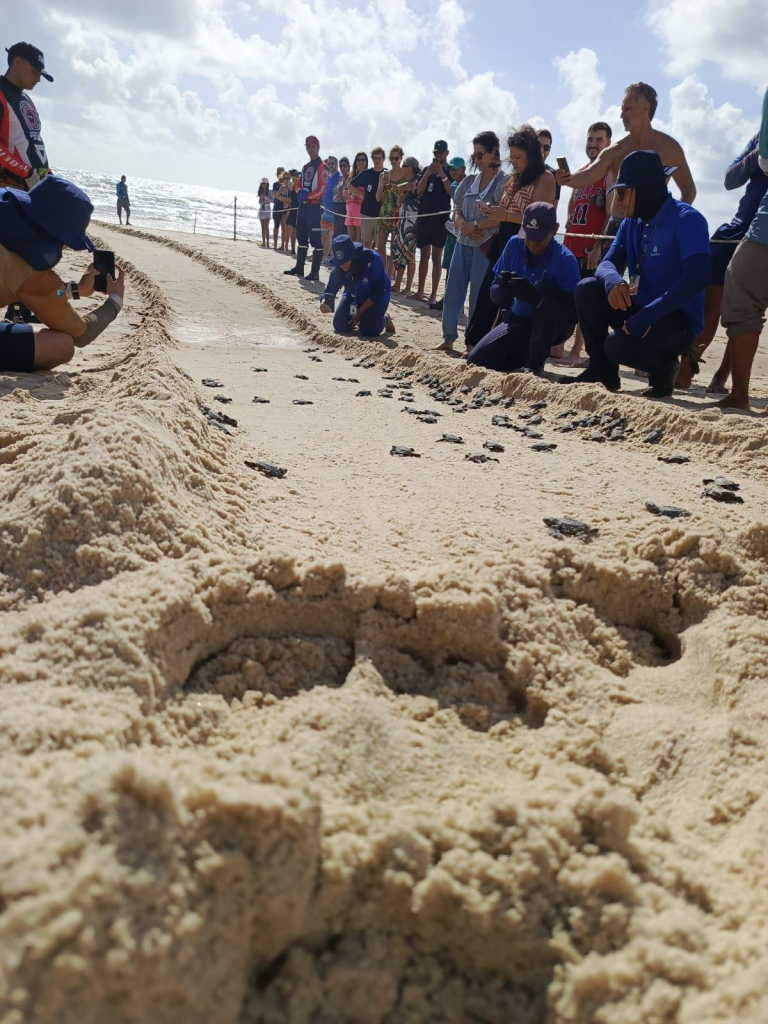 Nascimento De 101 Filhotes De Tartaruga Oliva No Beach Park (8)