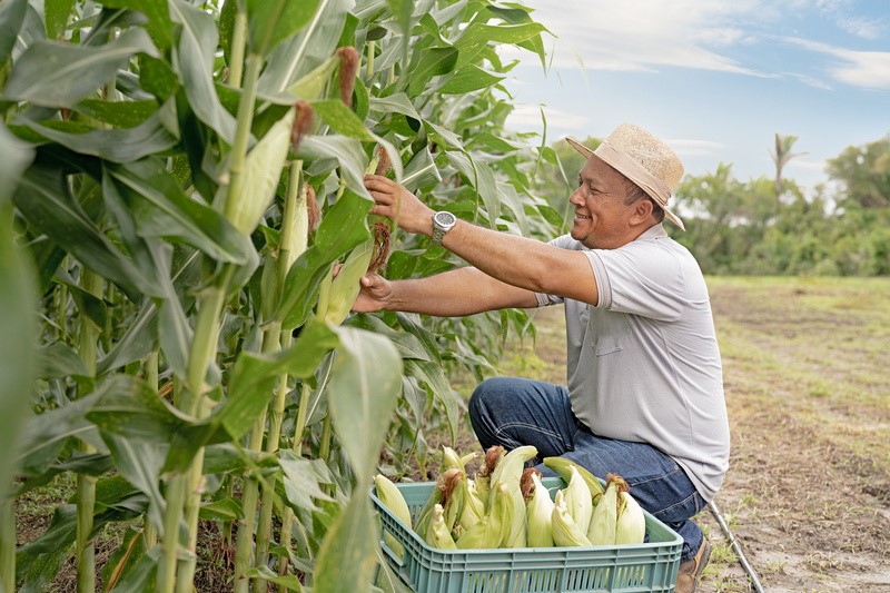 Produtor Rural Em Caxias