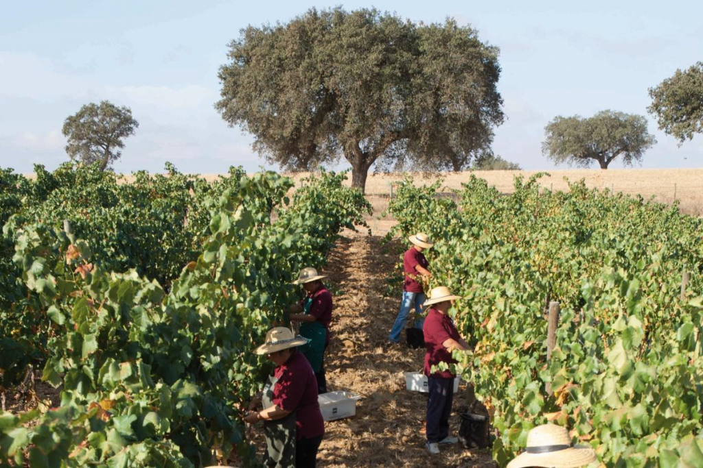 Reduzida Vindimas No Alentejo