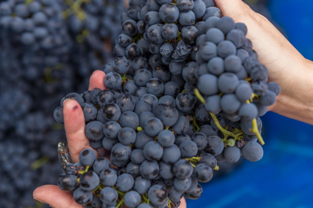 Uvas 2 Crédito Victor Carvalho