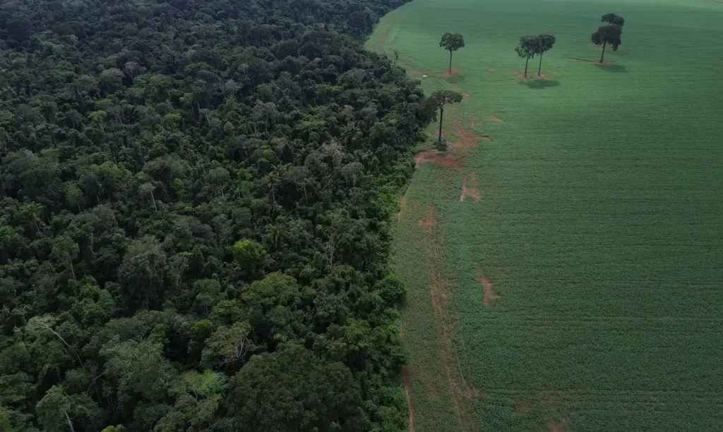 Floresta, Desmatamento, Sustentabilidade, Desenvolvimento Sustentável Foto Agência Brasil