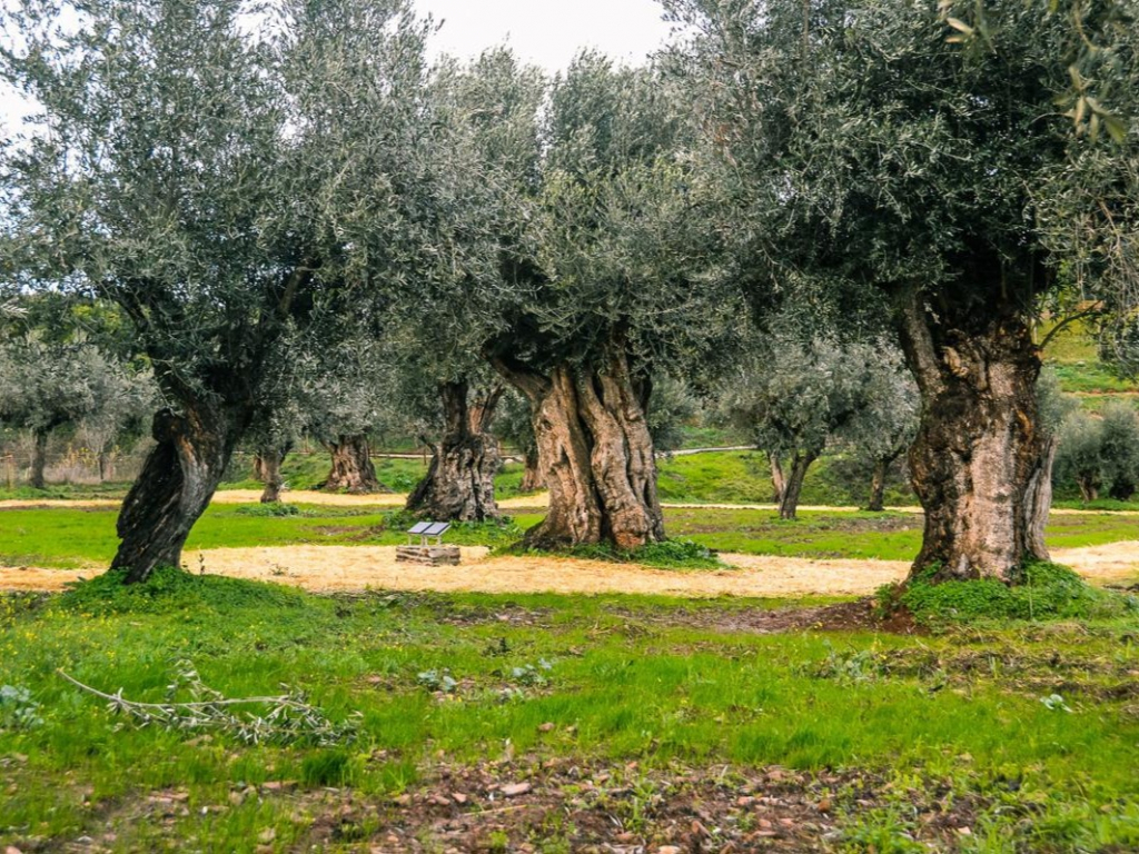 Oliveiras No Alentejo Crédito Divulgação