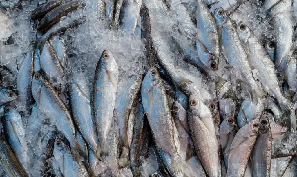 Peixes, Pescados Foto AgÊncia Brasil