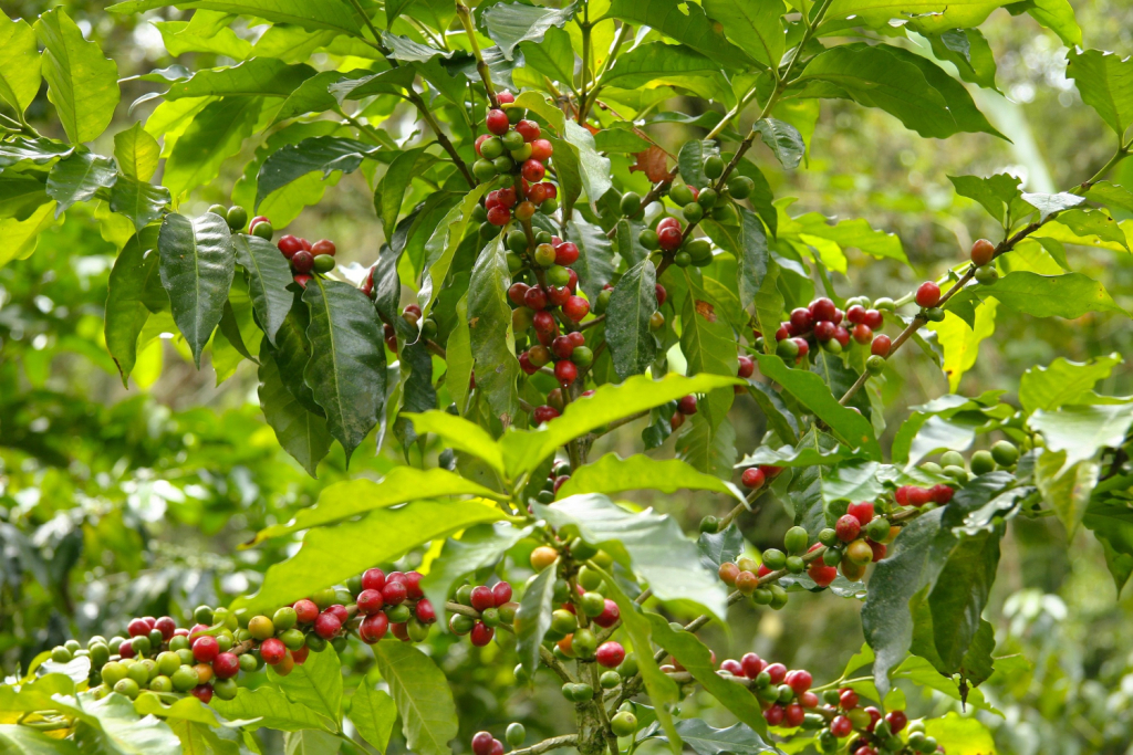 Grãos De Café Foto Freepik