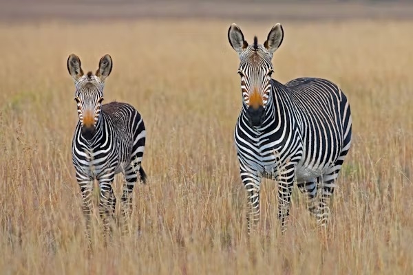 Zebras Em Safári Na Tanzânia