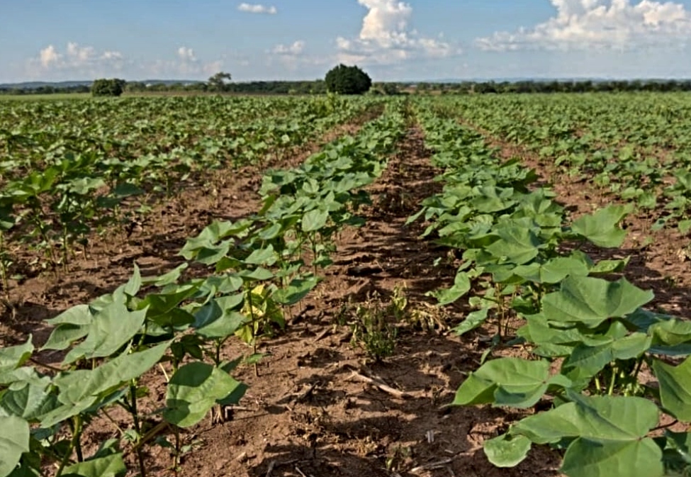 Produção agrícola do Ceará bate recorde e atinge R$ 6,1 bilhões, destaca IBGE
