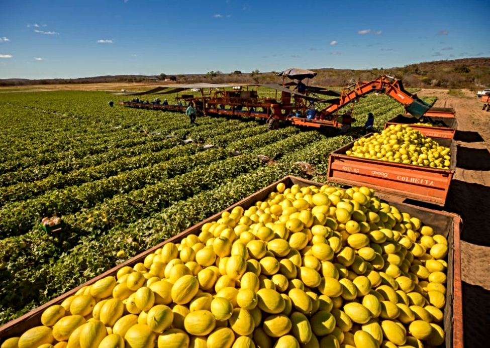 Ceará busca ampliar sua presença global no segmento de exportação de frutas