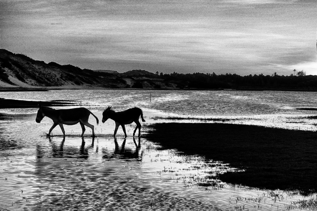 Ser Tão © Copyright Fotos Marcos Vieira Todos Os Direitos Reservados (16)