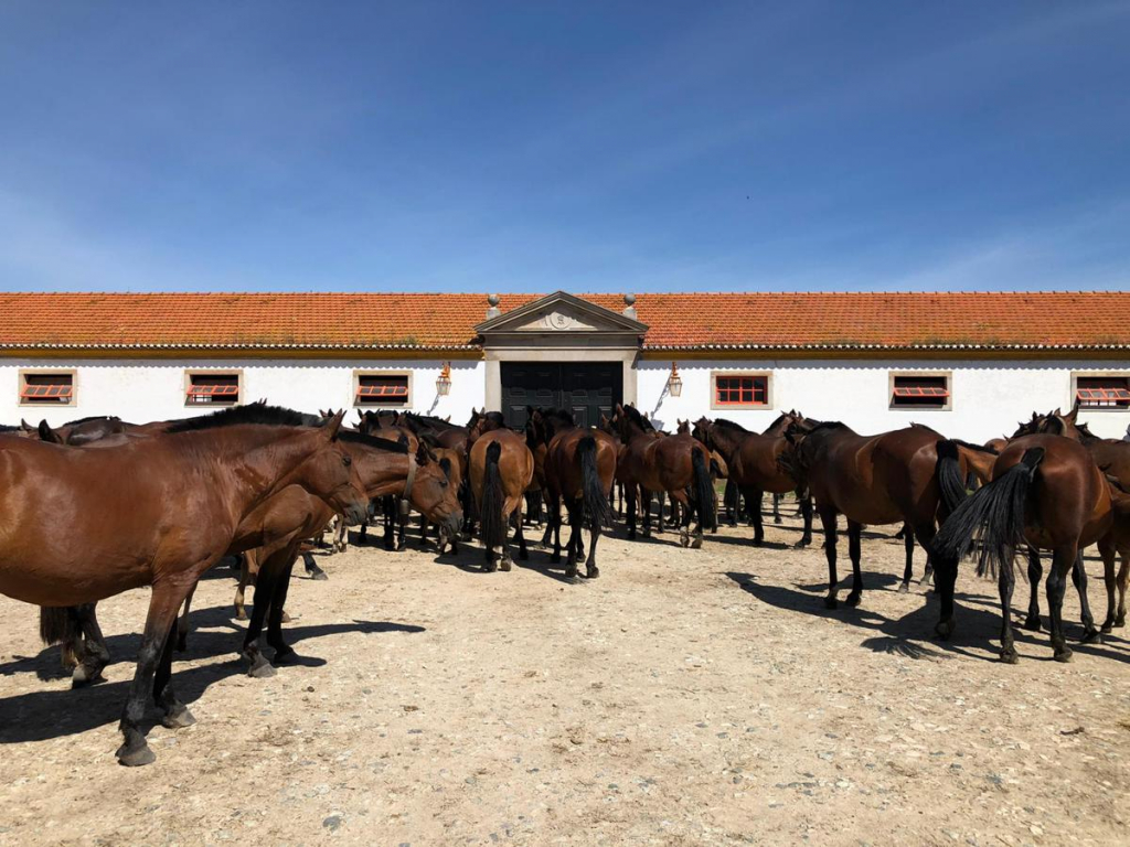 Coudelaria De Alter Crédito Turismo Do Alentejo