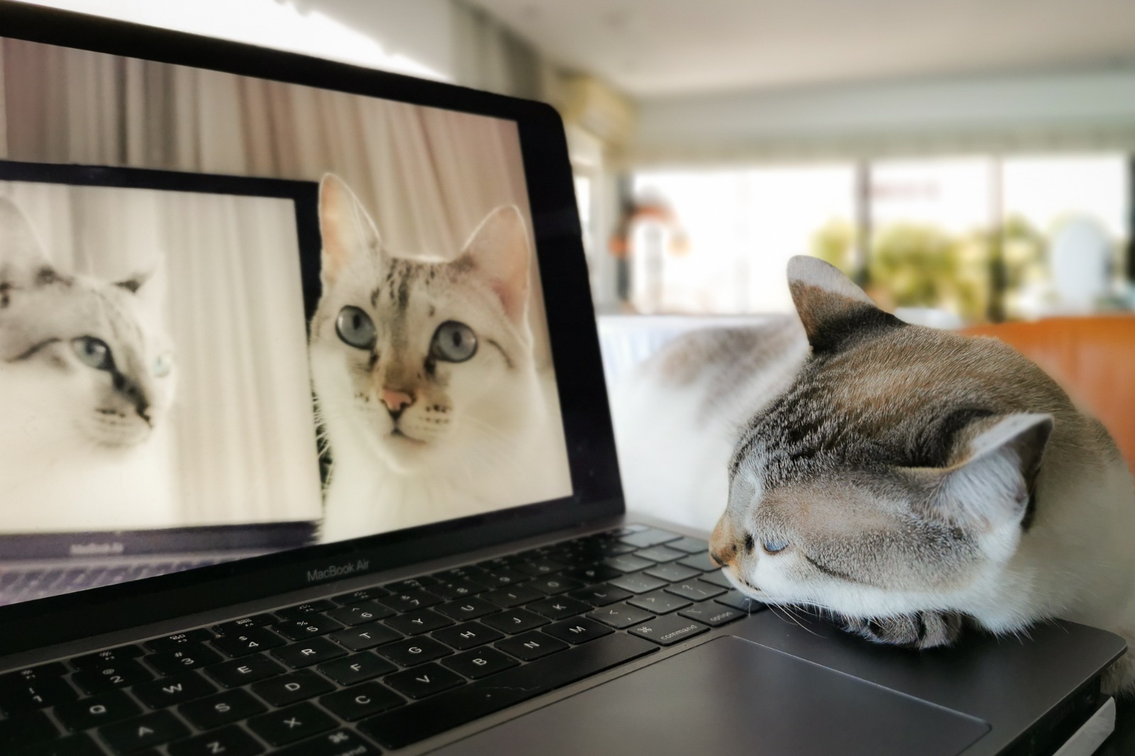 Foto De Autoria De Demétrio Jereissati (4)