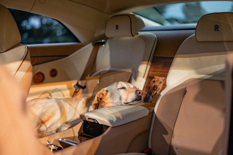 Rolls-Royce une emoção e sofisticação em carro de luxo inspirado em cachorro de família