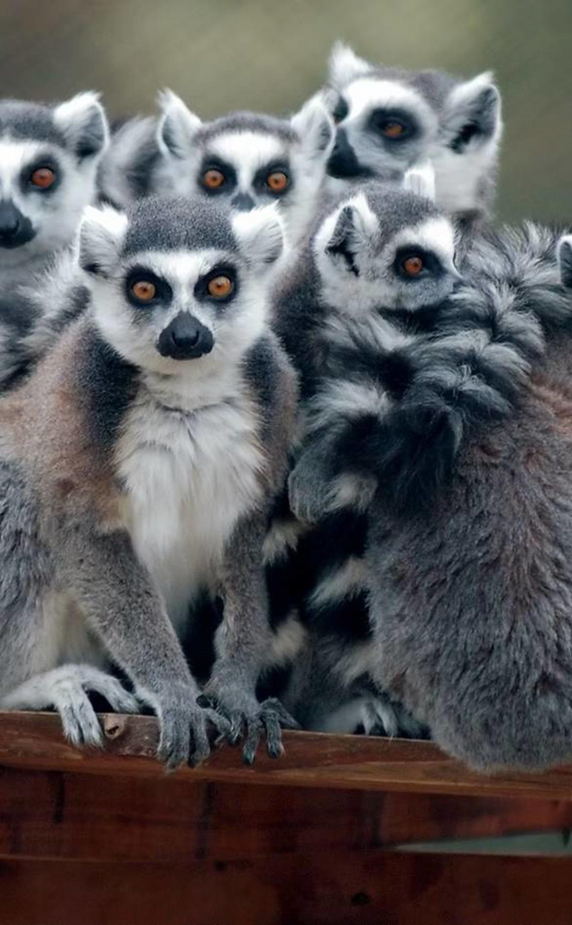 Reserva Animal Monte Selvagem Montemor O Novo Crédito Reserva Animal Monte Selvagem(1)