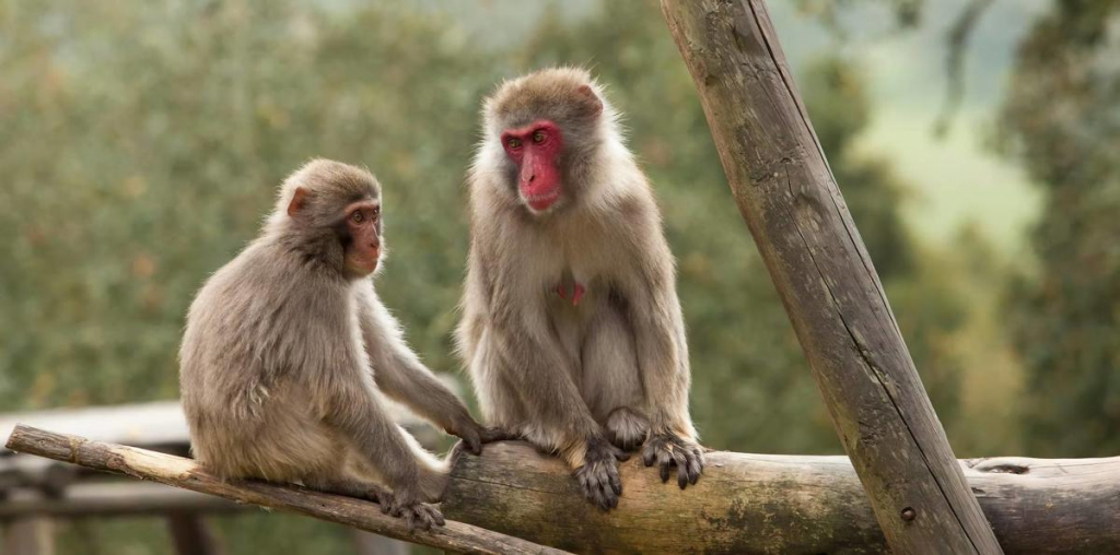 Reserva Animal Monte Selvagem Montemor O Novo Crédito Reserva Animal Monte Selvagem(2)
