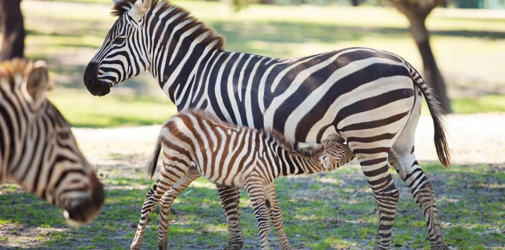 Reserva Animal Monte Selvagem Montemor O Novo Crédito Reserva Animal Monte Selvagem(3)