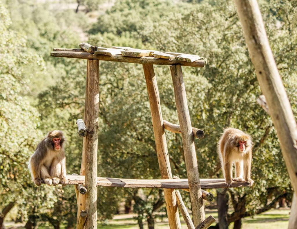 Reserva Animal Monte Selvagem Montemor O Novo Crédito Reserva Animal Monte Selvagem(4)