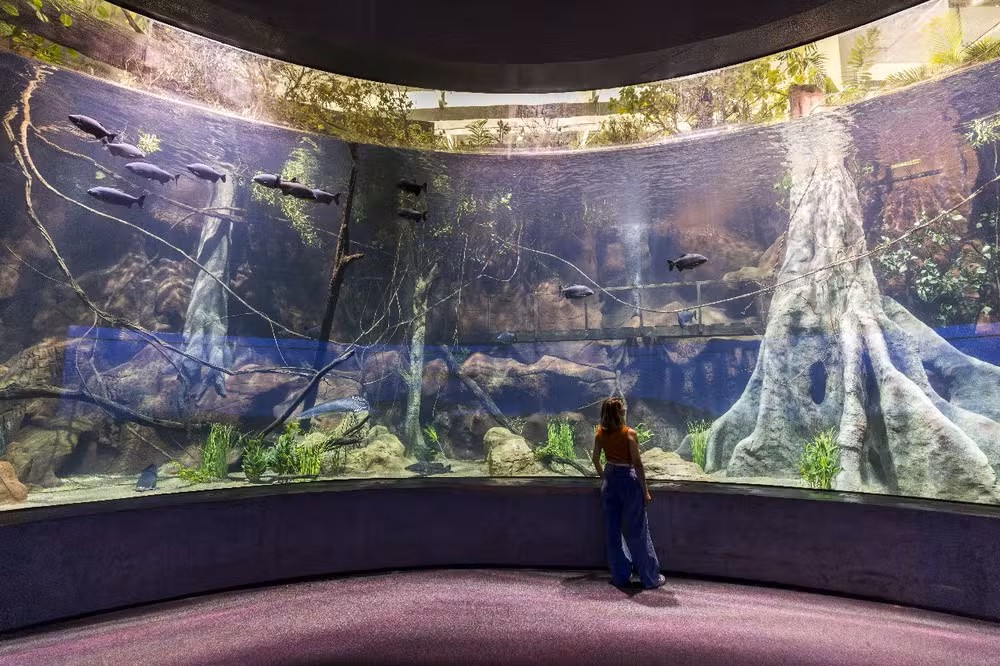 Novo aquário de Foz do Iguaçu reúne tanques gigantes e peixes raros